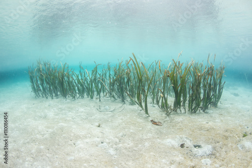 Seagrass and Aqua Water