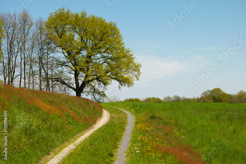 road with tree