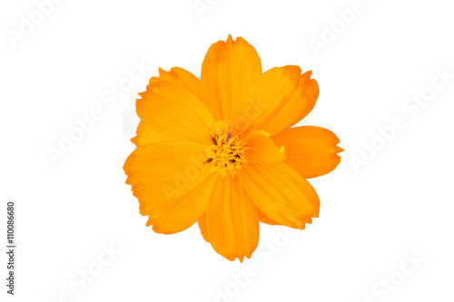 Orange Cosmos flower isolated on white background