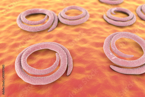 Roundworms Trichina spiralis (formely called Trichinella spiralis), helminths which cause trichinelloosis transmitted by ingestion of undercooked meat. 3D illustration photo