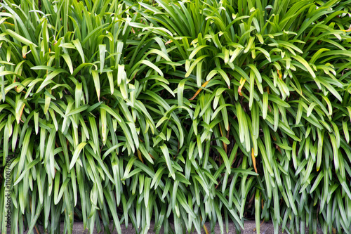 Green Long Flowers Leafs Background