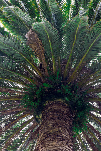 High Palm Tree Looking Up Top It