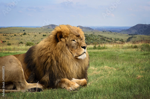 A beautiful lion is resting in African expanse on the background
