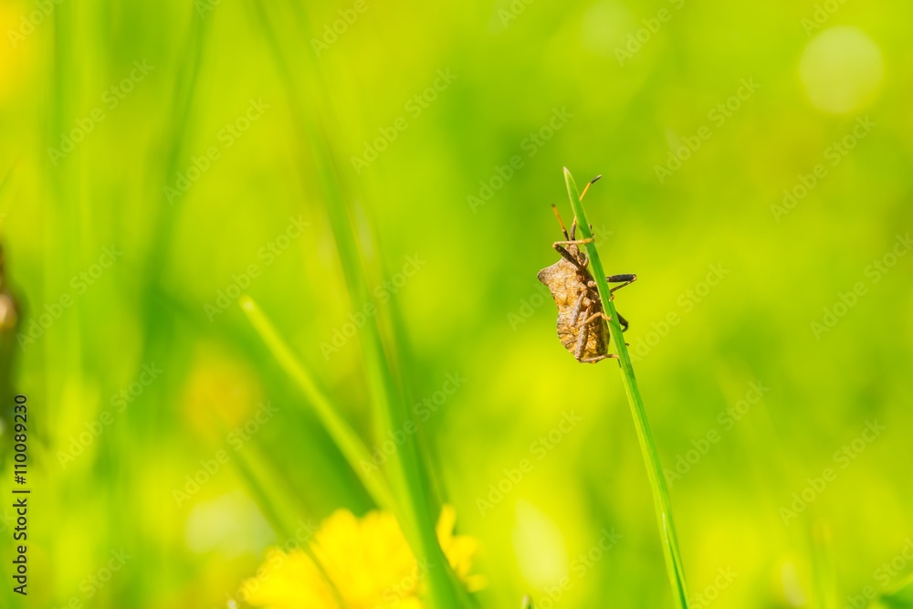 Bug sitting on grass blade Bug sitting on grass blade
