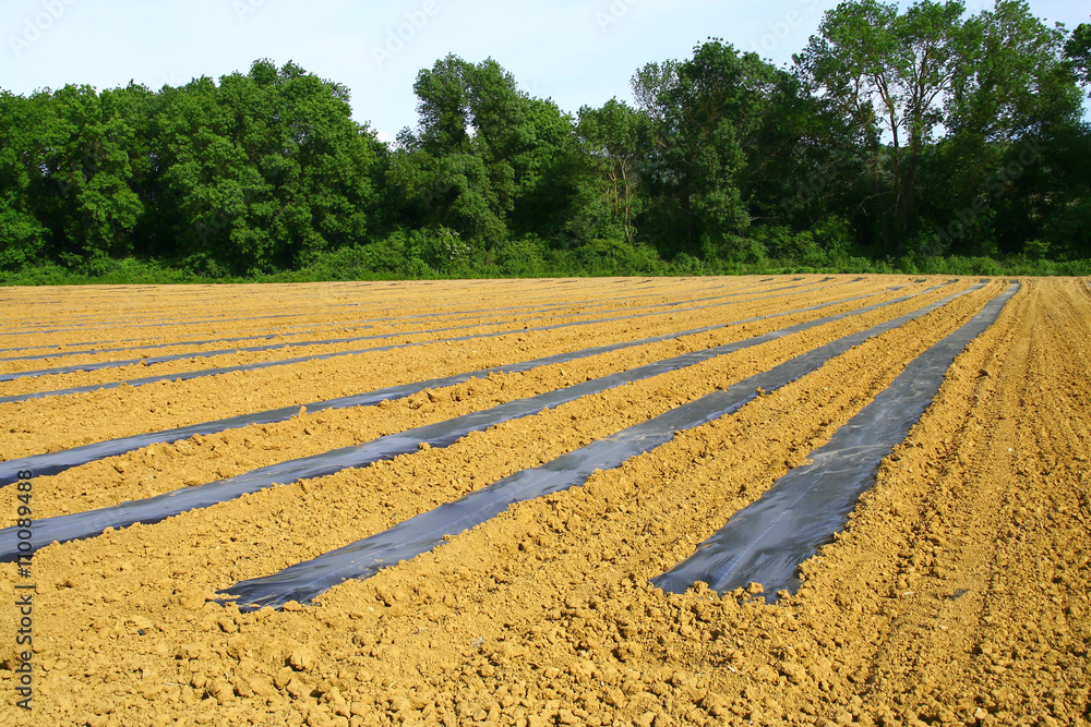 culture du melon en Ardèche
