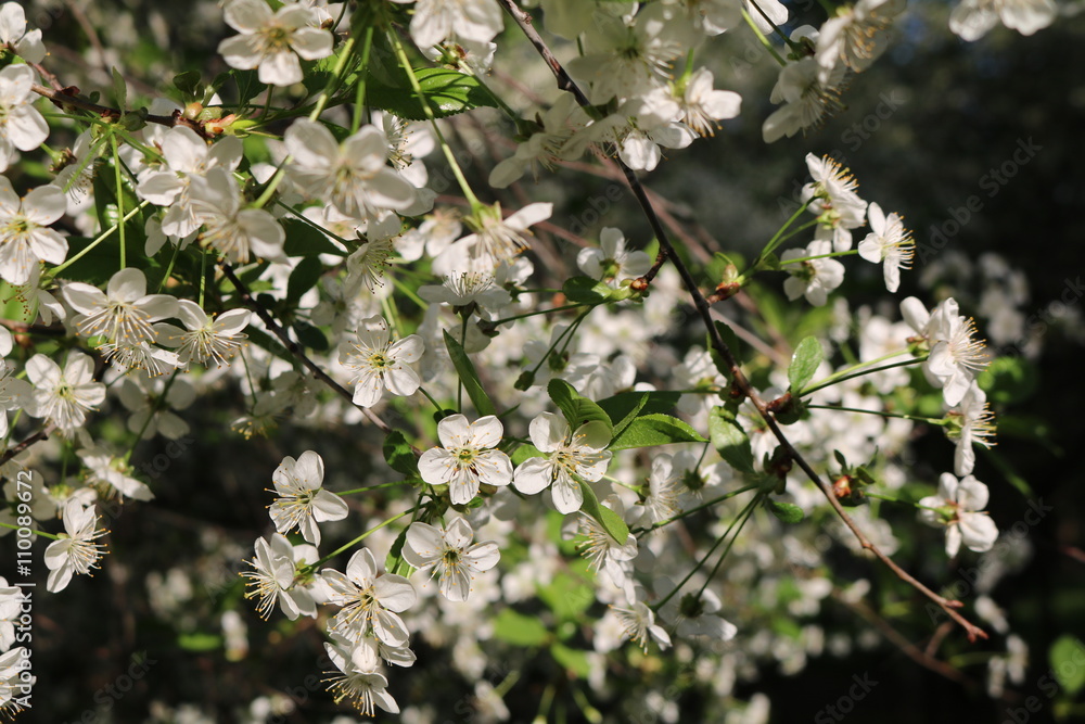 Cherry blossoms (Prunus subg Cerasus.) - A subgenus of the genus plum (Prunus) Pink family (Rosaceae)
Cherry blossoms (Prunus subg Cerasus.) - A subgenus of the genus plum (Prunus) Pink family (Rosaceae)