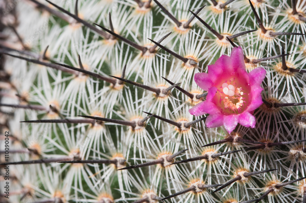 Abstract details of a cactus plant Abstract details of a cactus plant