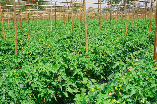 Tomato plantation in open field photo