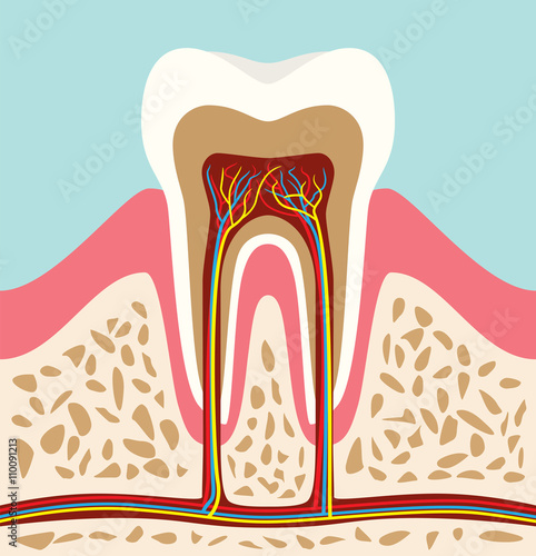 tooth teeth cell structure anatomy with flat style