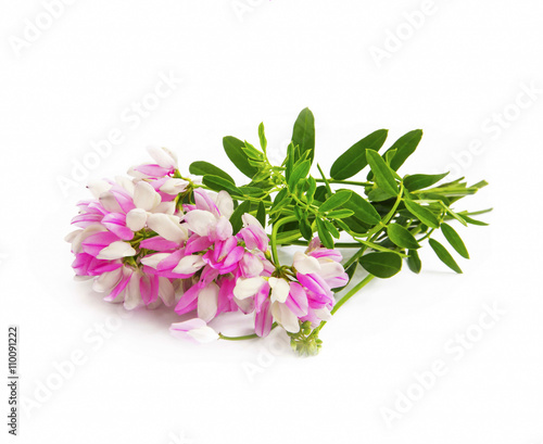 Pink wild flowers isolated