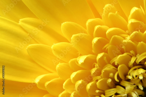 close up yellow flower