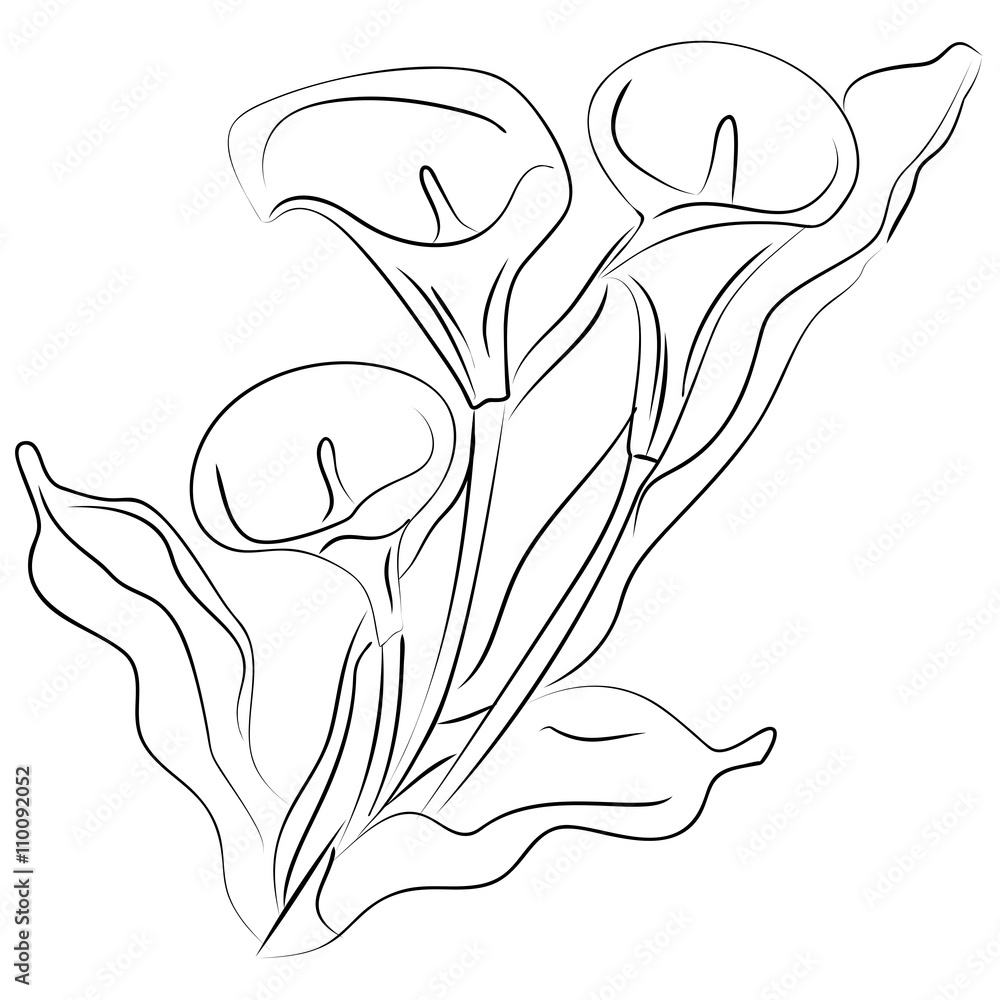 ink sketch Calla flower ink sketch Calla flower