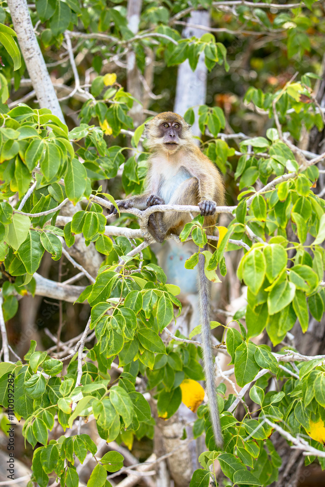 Natural monkey on the tree
