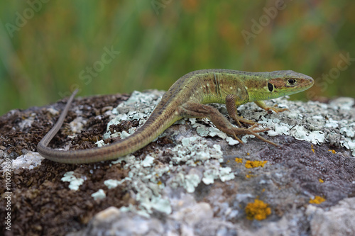 Young male of  European green lizard
