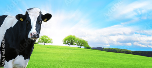 Template con tre alberi in cima ad una collina verde con delle nuvole nel cielo azzurro e una mucca photo