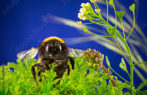 Closeup of a bumblebee photo