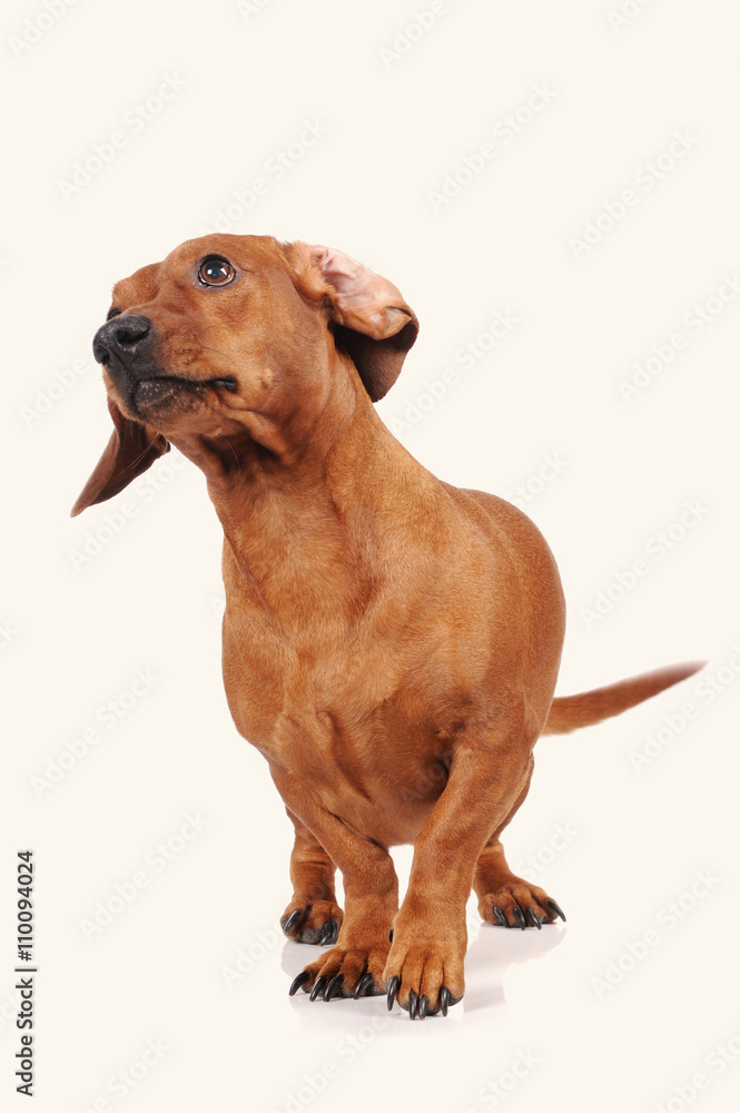 brown dachshund dog isolated over white background