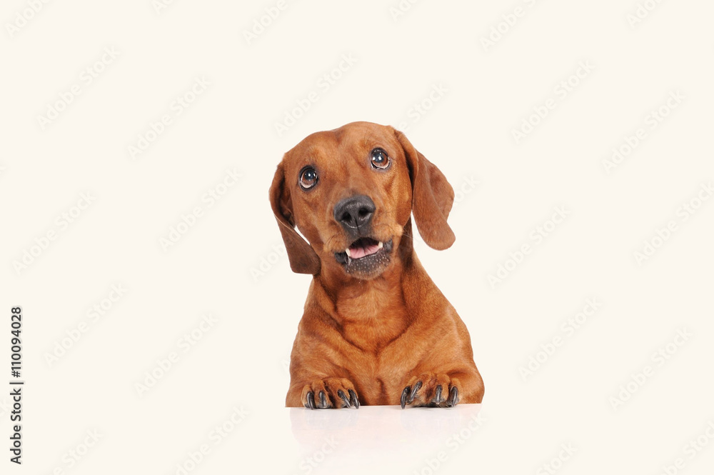 brown dachshund dog isolated over white background