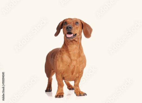 brown dachshund dog isolated over white background