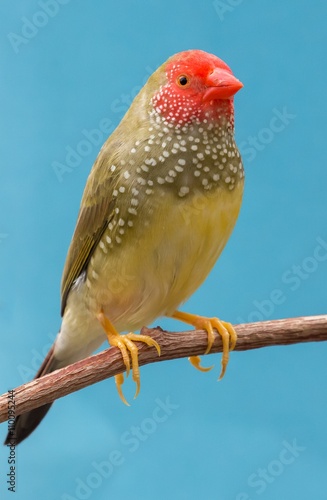 Pretty Star Finch from Australia © Duncan Noakes