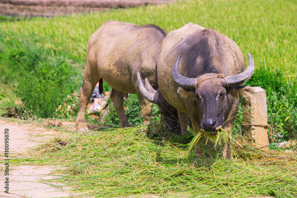 Fototapeta premium buffalo