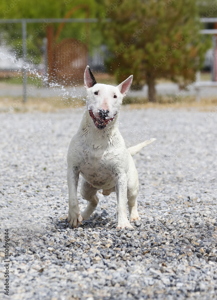Smiling bull terrier playing in the water