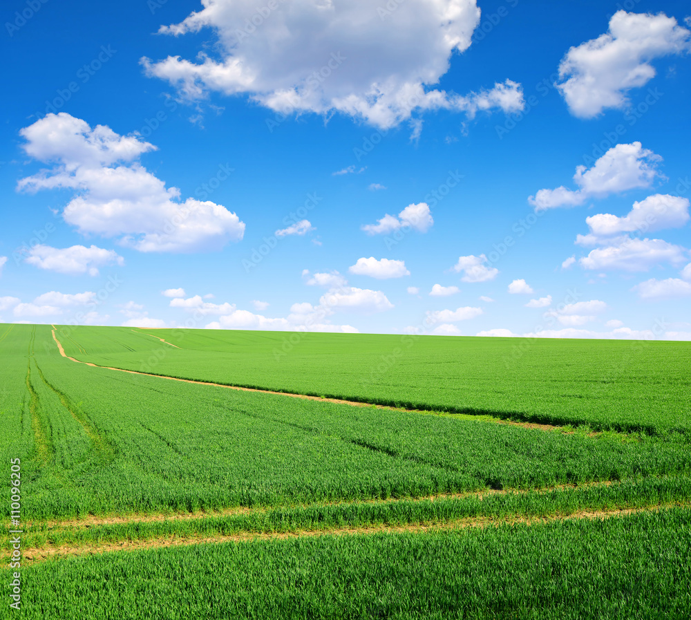 Green field with blue sky. Spring landscape.