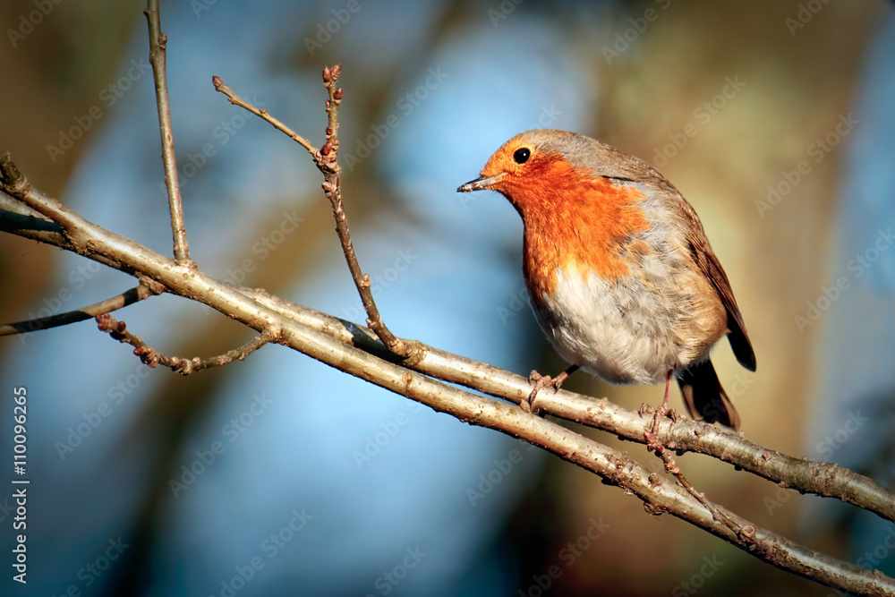 Robin assessing the situation Robin assessing the situation