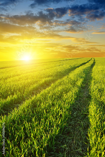 Beautiful spring field with green grass at sunset.