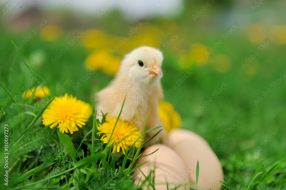 Little chickens on a grass Little chickens on a grass