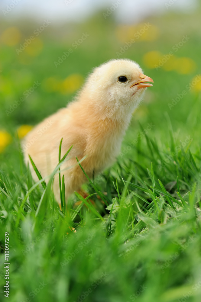 Little chickens on a grass