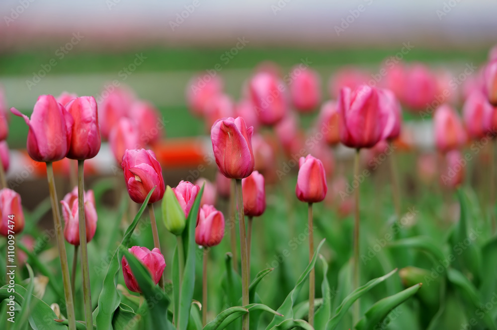 Tulips in spring field