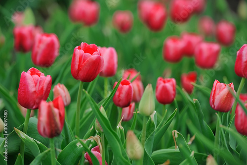 Tulips in spring field