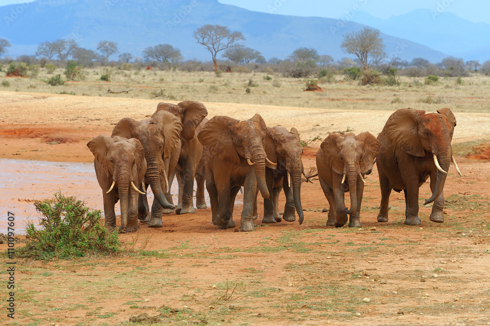 Elephant on savannah in Africa