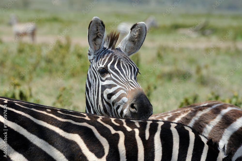Naklejka premium Zebra on grassland in Africa
