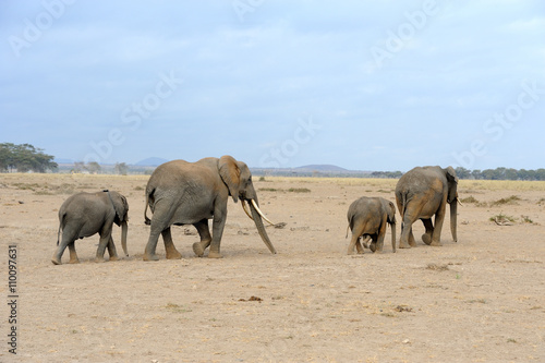 Elephant on savannah in Africa