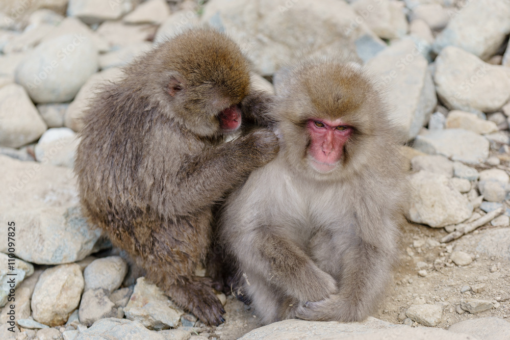 Japanese monkey bathing in hot springs, Nagano, Japan Japanese monkey bathing in hot springs, Nagano, Japan