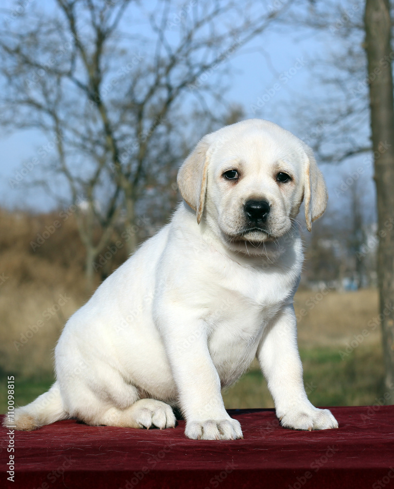 little labrador puppy on a red background