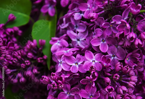 spring lilac flowers