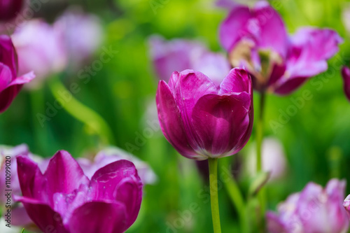 The tulip is a perennial  bulbous plant with showy flowers