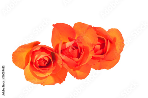 Three Bright Orange Rosebuds on Wite Background