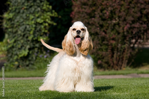 Portrait of nice american cocker photo