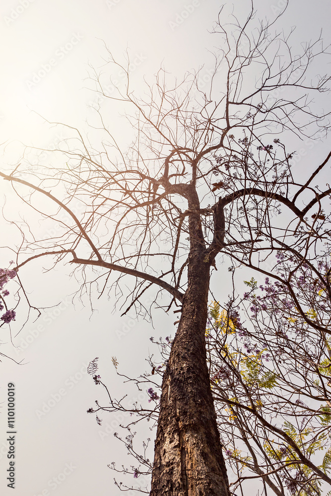 Obraz premium Branches in autumn against blue sky with sun haze
