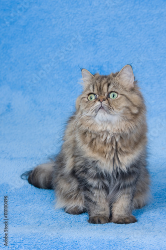 Golden chinchilla persian cat on blue background