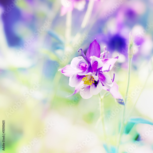 Floral background with colorful flowers. © iryna1