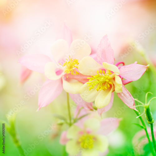 Floral background with Aquilegia flowers. © iryna1