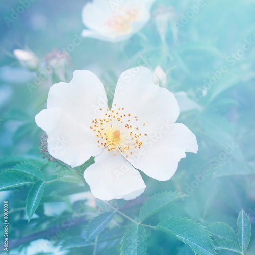 Floral background with white flower. © iryna1