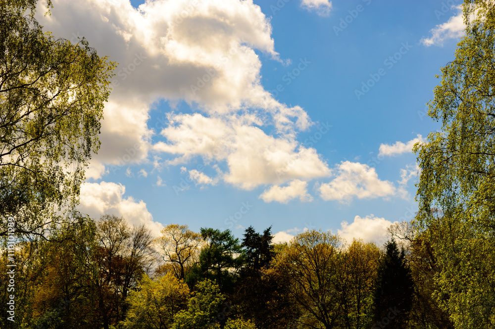 Spring colored tree line with some clouds in a blue sky Spring colored tree line with some clouds in a blue sky
