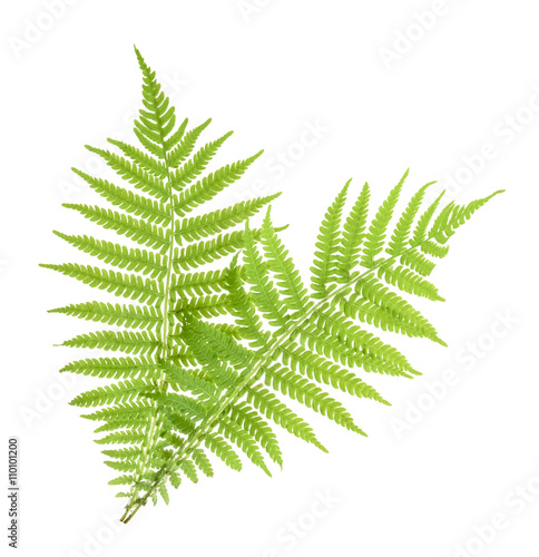 Fern isolated on white. without shadow