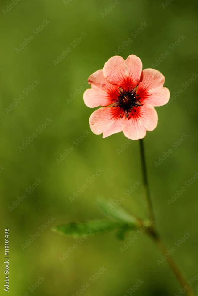 Fresh Spring Flowers Dripping Wet with Freshness Fresh Spring Flowers Dripping Wet with Freshness